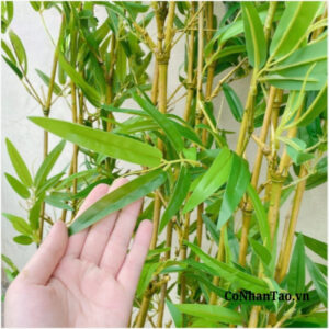 Cây Trúc Quân Tử Giả Cao Cấp Trang Trí -Thân Vàng