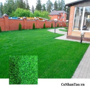 Tổng quan về dòng Cỏ nhân tạo Sân vườn HNC 20