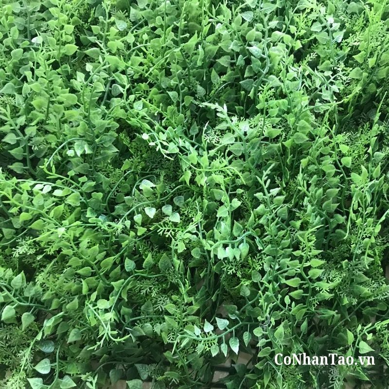 Sự khác biệt khi mua cỏ dương xỉ tại CoNhanTao.vn