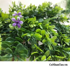 Ứng dụng đột phá của cỏ La Hán trong thực tế