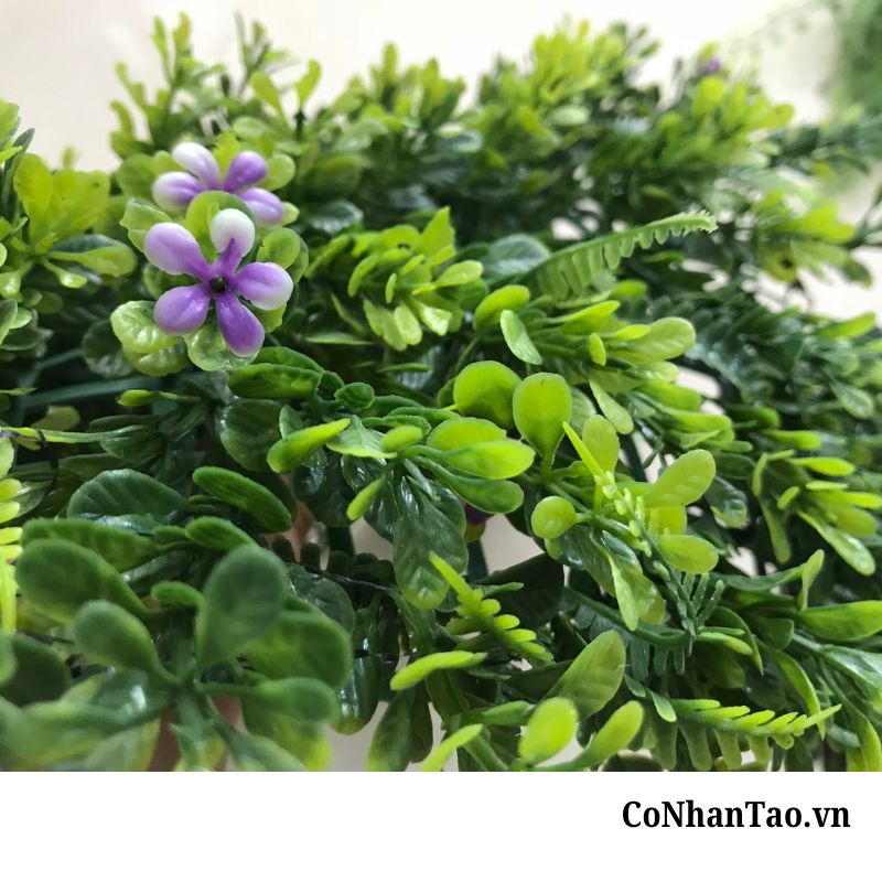 Ứng dụng đột phá của cỏ La Hán trong thực tế