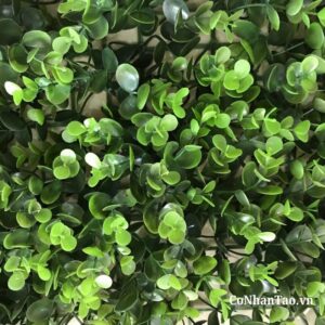 Vì sao cỏ mắt trâu ngày càng được ưa chuộng?