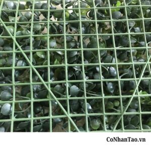 Tại sao bạn nên chọn mua cỏ mắt trâu tại CoNhanTao.vn?