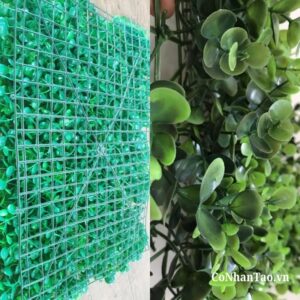 Cấu tạo và chất lượng của cỏ mắt trâu