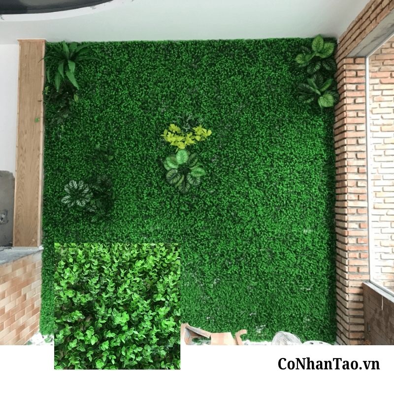 Cỏ tai chuột là gì? Đặc điểm nhận diện nổi bật